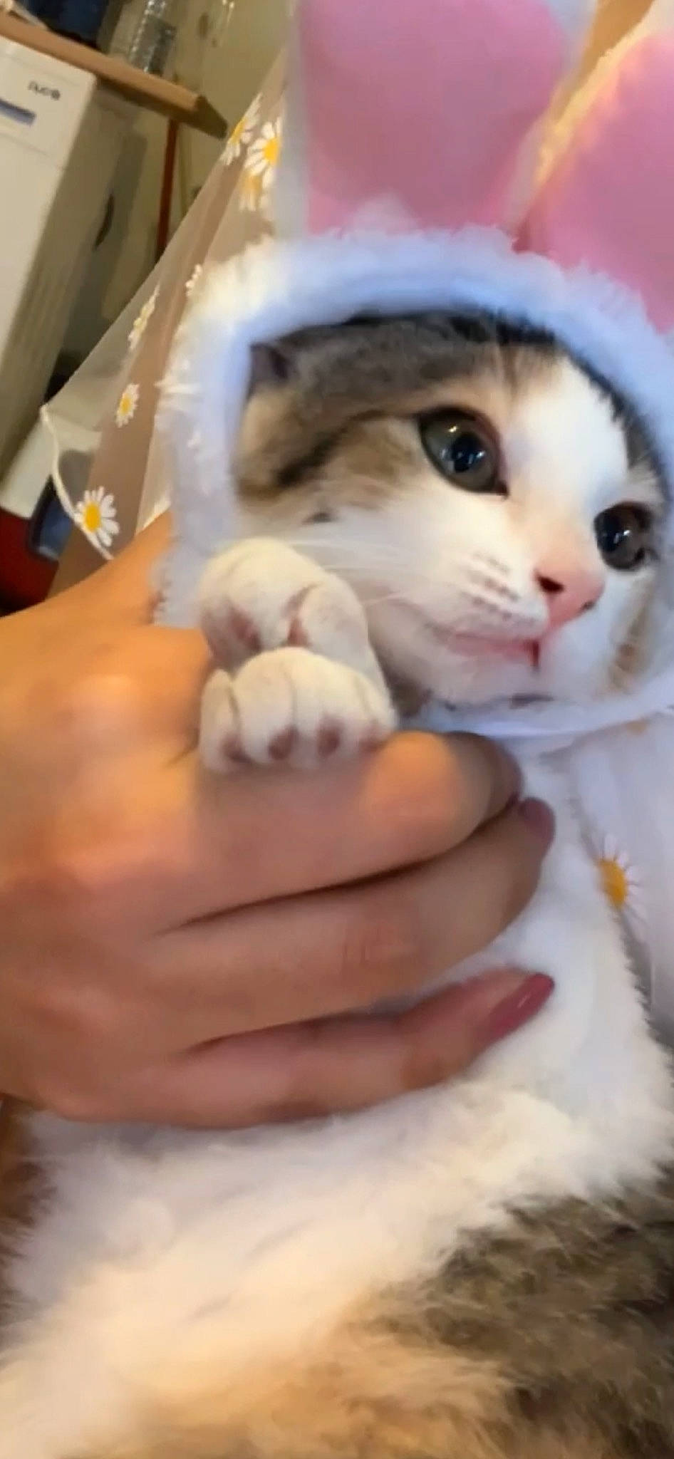 Molly a rejoint le concours — aidez-le/la à gagner de superbes lots ! carnivore, cat, domestic_short_haired_cat, eyelash, fawn, felidae, fur, gesture, hand, nail, paw, small_to_medium_sized_cats, snout, tail, thumb, whiskers