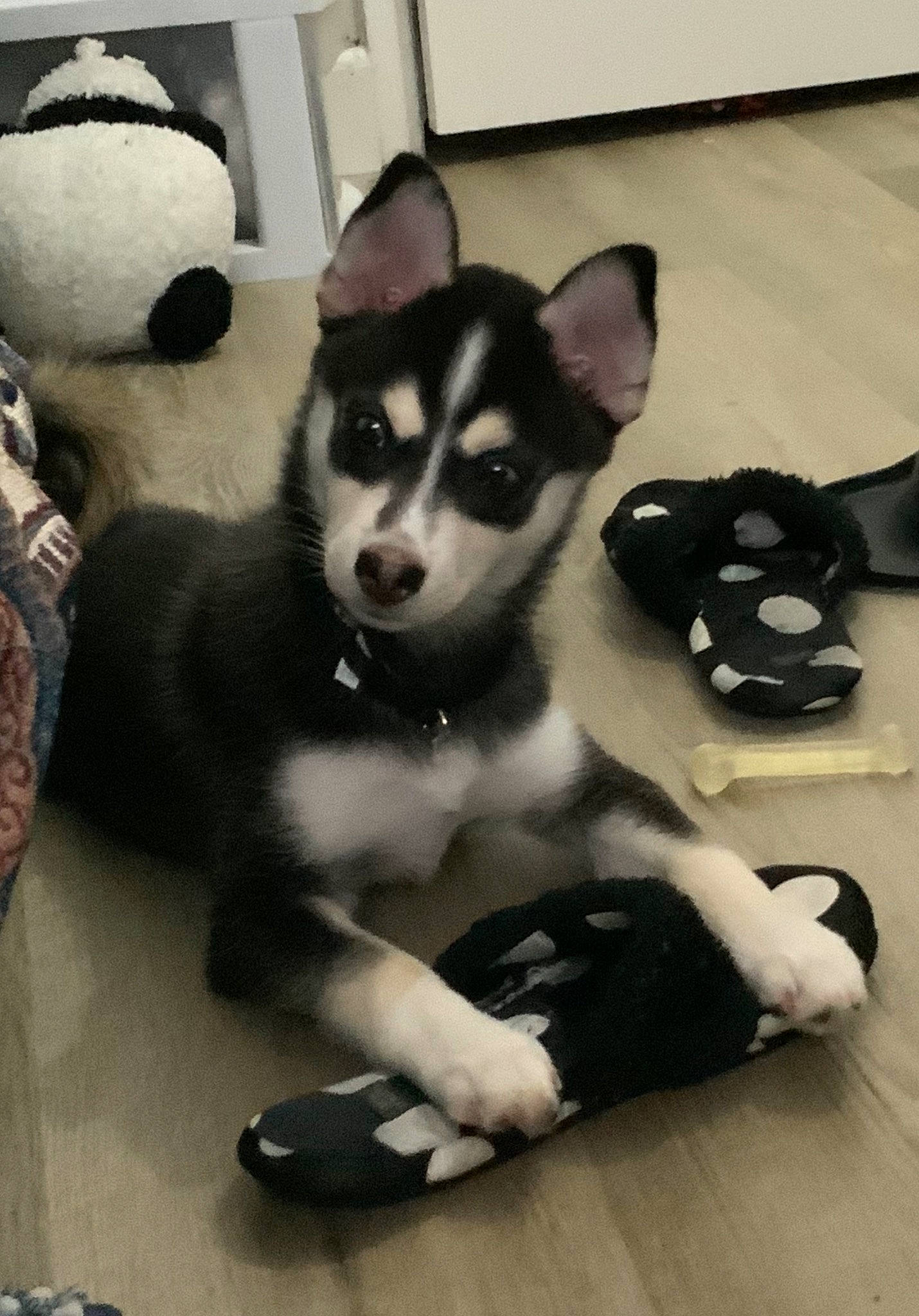 Stitch is registered to the contest to win money with this photo: canidae, carnivore, comfort, companion_dog, dog, dog_breed, flooring, fur, non_sporting_group, paw, puppy, siberian_husky, snout, sporting_group, terrestrial_animal, working_animal, working_dog