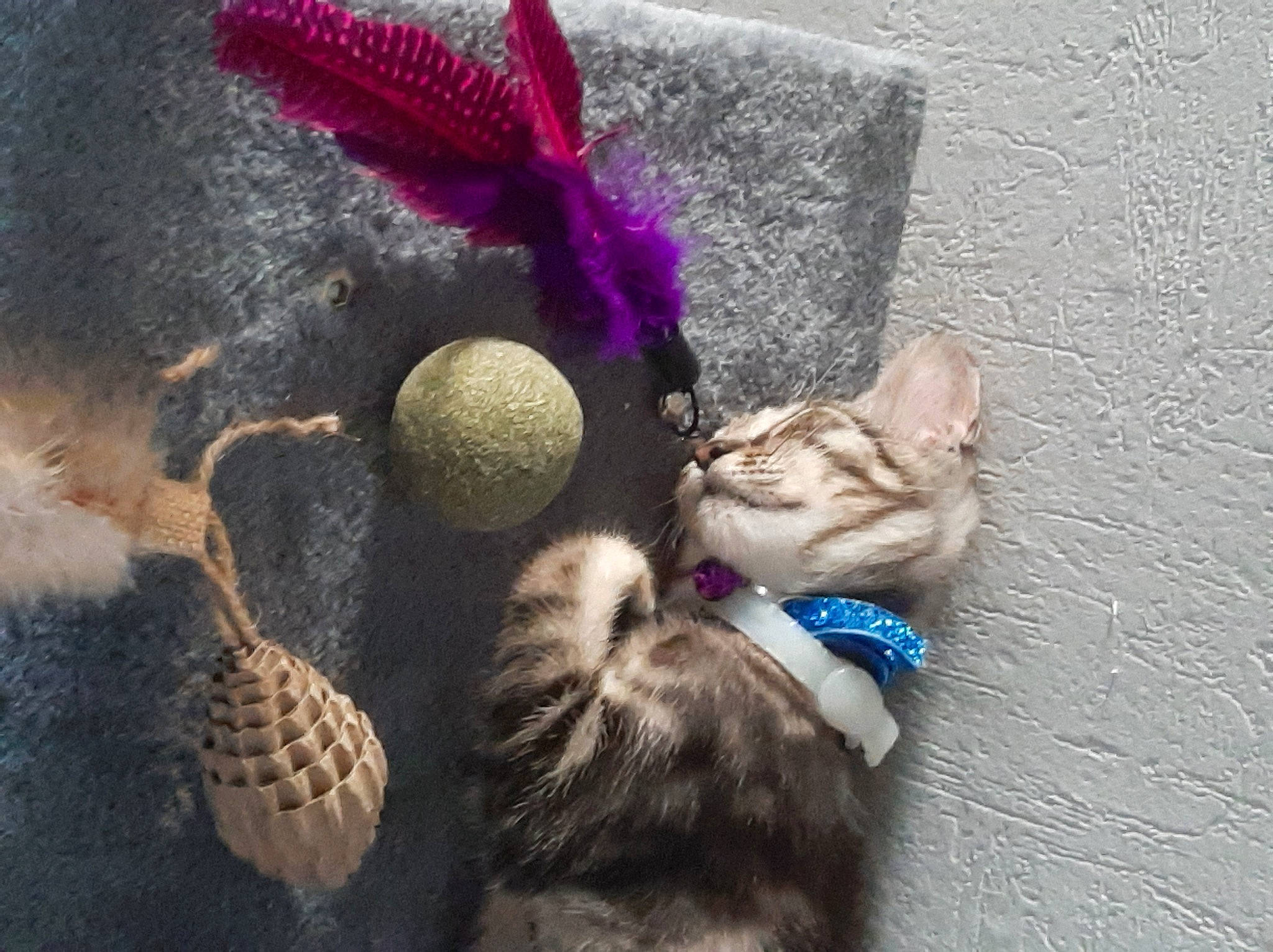 Tirlititi participe au concours pour gagner de l'argent avec cette photo : cap, claw, crochet, doll, fashion_accessory, fawn, feather, felidae, fur, plant, road_surface, small_to_medium_sized_cats, stuffed_toy, tail, thread, toy, tree, whiskers, wool, woolen