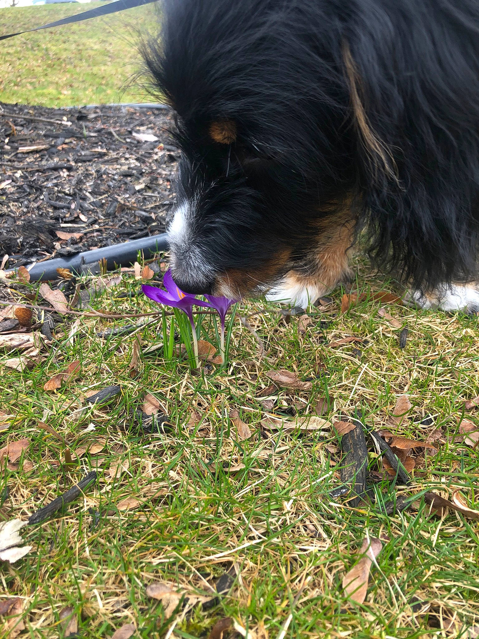 Rohan is registered to the contest to win money with this photo: canidae, carnivore, dog, dog_breed, grass, plant, sporting_group