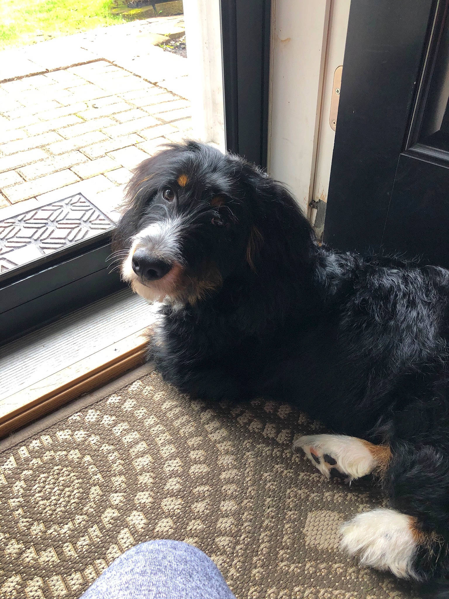 Rohan is registered to the contest to win money with this photo: bernese_mountain_dog, canidae, carnivore, companion_dog, dog, dog_breed, english_shepherd, mammal, nose, sporting_group, vertebrate, working_dog