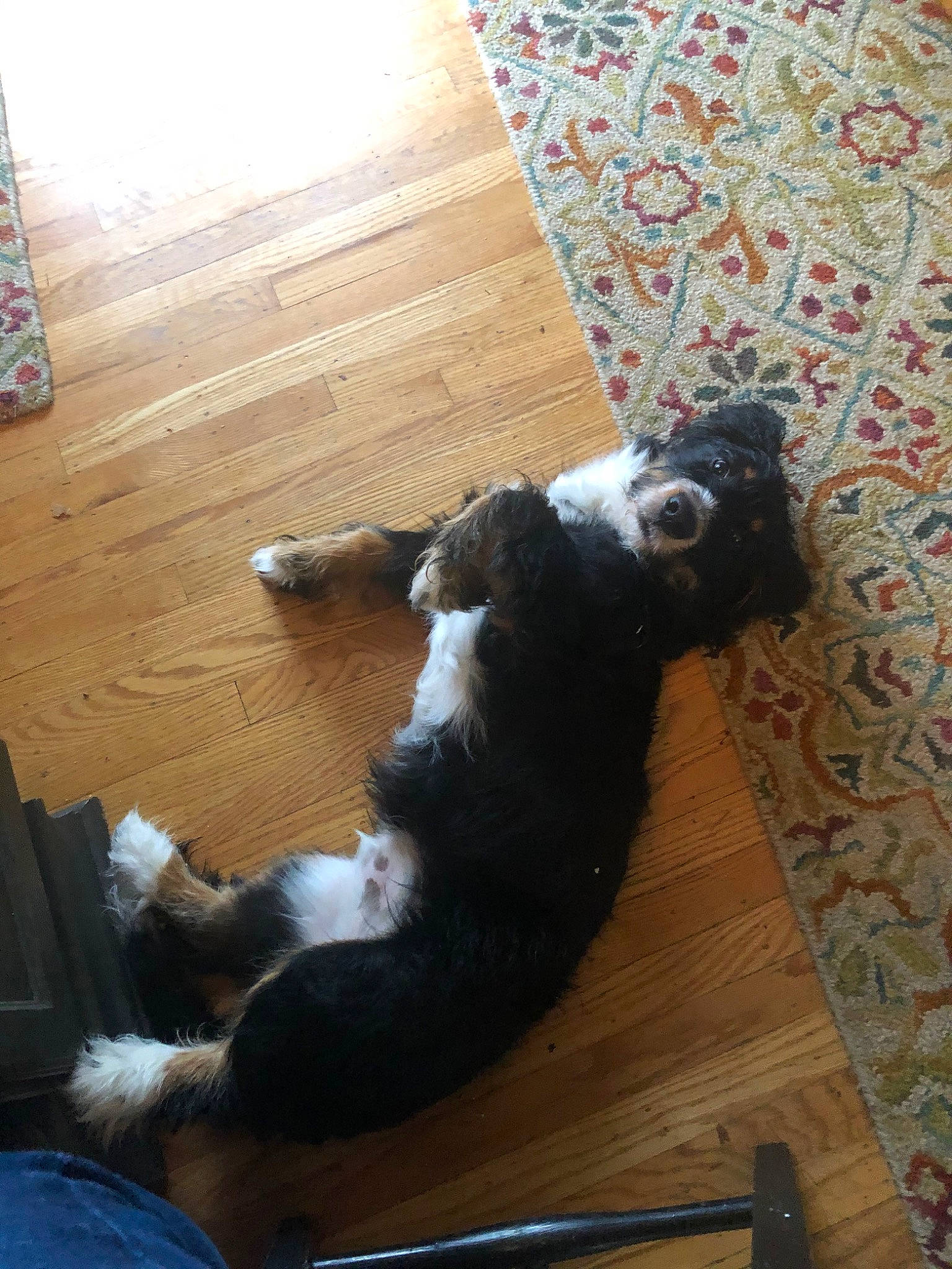 Rohan joined the competition — help win amazing prizes! canidae, carnivore, companion_dog, dog, dog_breed, puppy, sporting_group