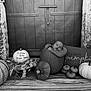 baby, pumpkin, fall, autumn, decorations, wooden_door, newborn, portrait, rustic, cozy, seasonal, cute, props, baby_in_pumpkin, black_and_white, baby_face, small_pumpkins, flower_arrangement, cushion, wooden_floor