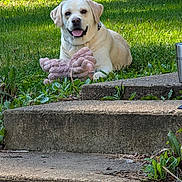 Jeb is registered to the contest to win money with this photo: dog, labrador_retriever, grass, outdoor, pet_toy, plush_toy, steps, concrete, greenery, sunlight, happy, canine, animal, nature, playful, collar, summer, garden, relaxing, tongue_out