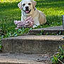 dog, labrador_retriever, grass, outdoor, pet_toy, plush_toy, steps, concrete, greenery, sunlight, happy, canine, animal, nature, playful, collar, summer, garden, relaxing, tongue_out