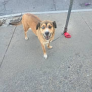Precious joined the competition — help win amazing prizes! dog, sidewalk, leash, signpost, street, pavement, brown_dog, heterochromia, happy_dog, outdoor, pet, canine, urban, smiling, walking, animal, daylight, concrete, street_leash, friendly
