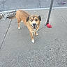 dog, sidewalk, leash, signpost, street, pavement, brown_dog, heterochromia, happy_dog, outdoor, pet, canine, urban, smiling, walking, animal, daylight, concrete, street_leash, friendly