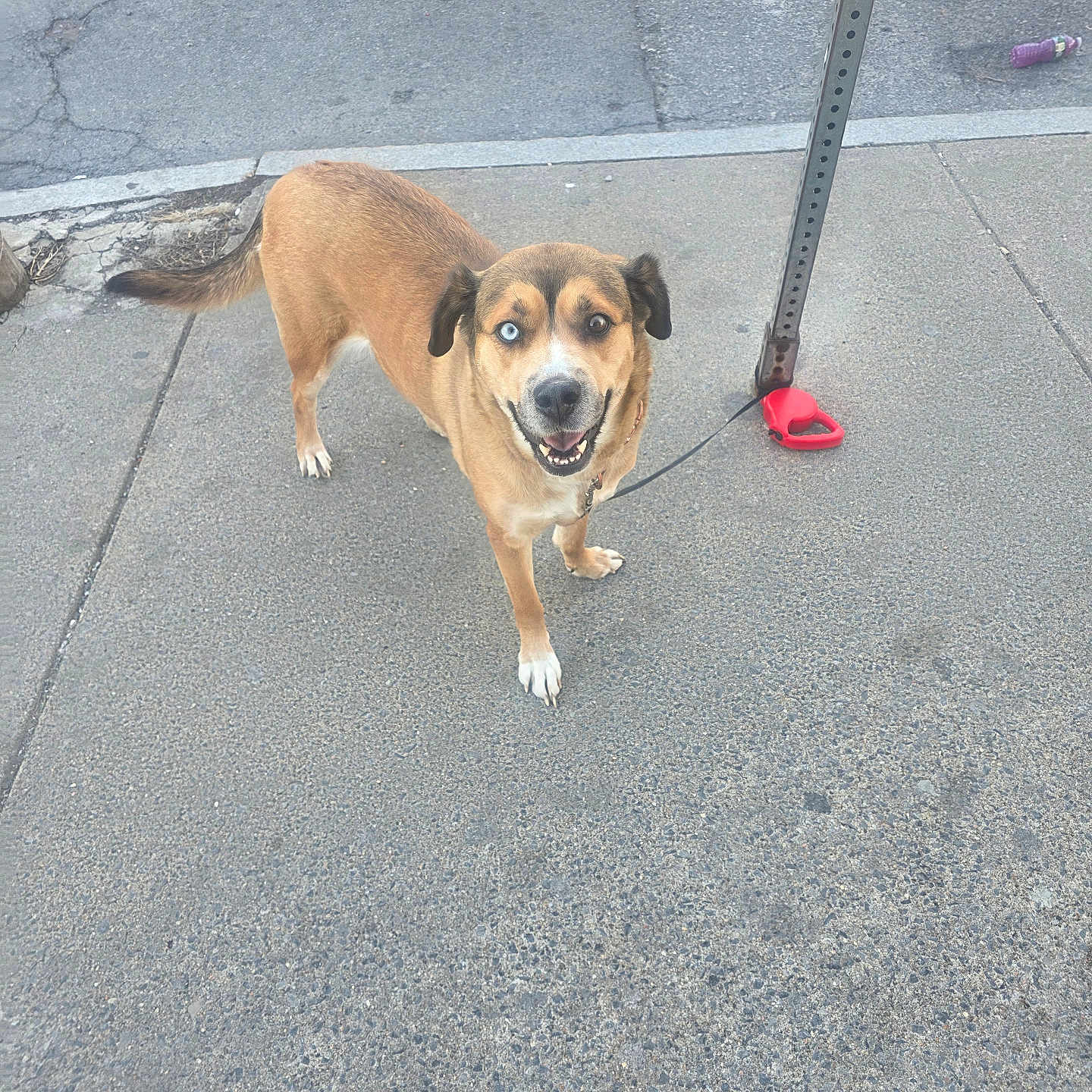 Precious joined the competition — help win amazing prizes! dog, sidewalk, leash, signpost, street, pavement, brown_dog, heterochromia, happy_dog, outdoor, pet, canine, urban, smiling, walking, animal, daylight, concrete, street_leash, friendly