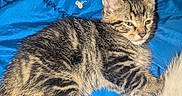 Little Grey joined the competition — help win amazing prizes! animal, blue_blanket, bunny_pattern, cat, closeup, cozy, cute, ears, feline, fur, indoor, kitten, paw, pet, resting, sleepy, soft, tabby, whiskers, young_animal