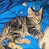 animal, blue_blanket, bunny_pattern, cat, closeup, cozy, cute, ears, feline, fur, indoor, kitten, paw, pet, resting, sleepy, soft, tabby, whiskers, young_animal