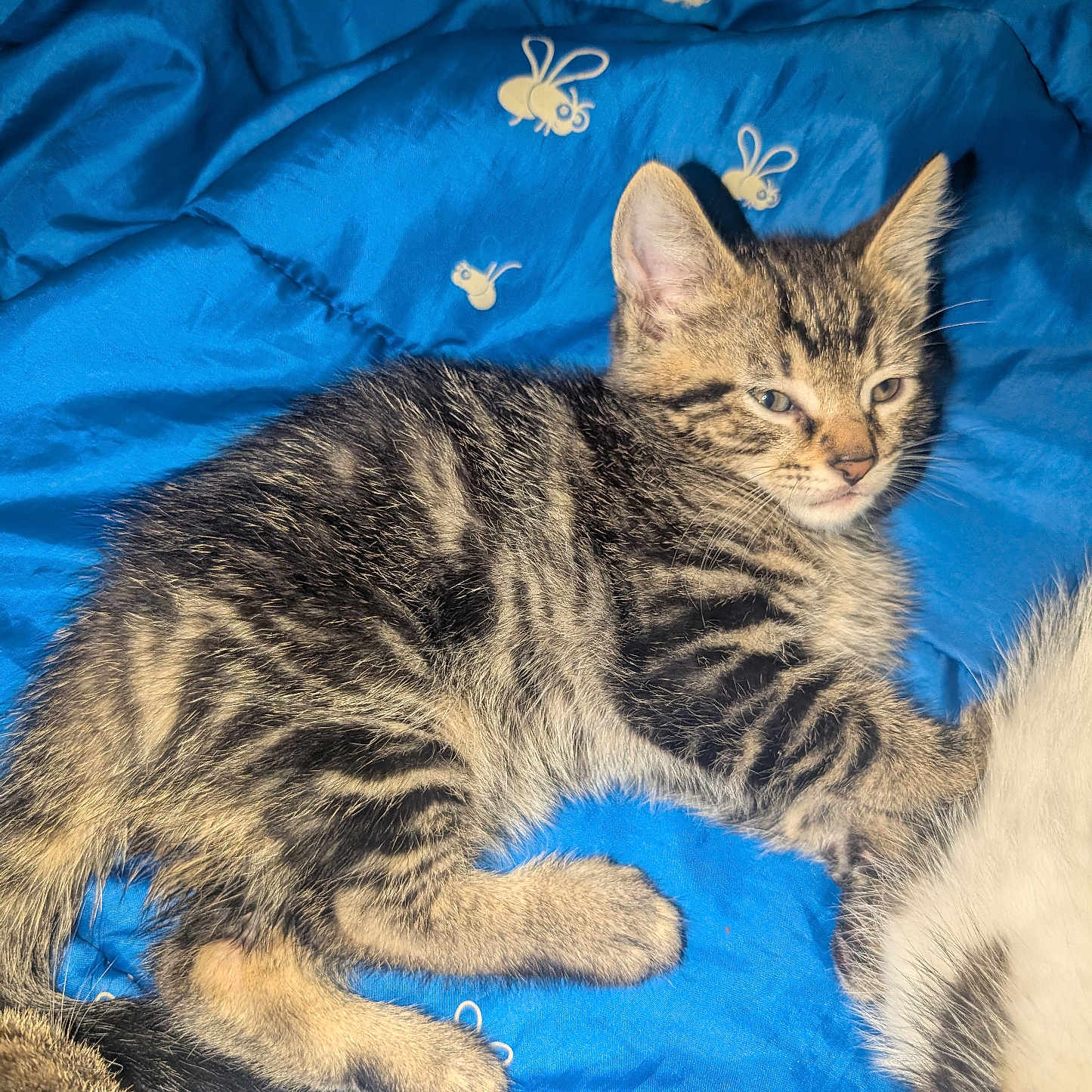 Little Grey
