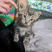 Little Grey joined the competition — help win amazing prizes! animal_portrait, blanket, blue_eyes, blurred_background, cat, closeup, colorful_clothing, cozy, curious, cute, domestic_animal, feline, hand, indoor, kitten, pet, resting, soft_texture, tabby, young_animal