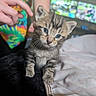 animal_portrait, blanket, blue_eyes, blurred_background, cat, closeup, colorful_clothing, cozy, curious, cute, domestic_animal, feline, hand, indoor, kitten, pet, resting, soft_texture, tabby, young_animal