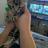 Little Grey is registered to the contest to win money with this photo: animal, bed, blanket, cat, cozy, cute, feline, green_nails, hands, indoor, kitten, multiple_screens, nail_polish, person, pet, small, striped_bedding, tabby, technology, television