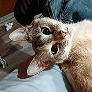 Bit Bit joined the competition — help win amazing prizes! cat, close_up, whiskers, fur, eyes, indoor, pet, lying_down, curious, animal, feline, ears, nose, head, soft, shadow, floor, furniture, domestic, portrait