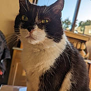 Jack a rejoint le concours — aidez-le/la à gagner de superbes lots ! cat, black_and_white, whiskers, indoor, window, green_eyes, feline, pet, animal, fur, close_up, portrait, domestic_cat, sitting, sunlight, background_blur, cozy, table, house, daylight