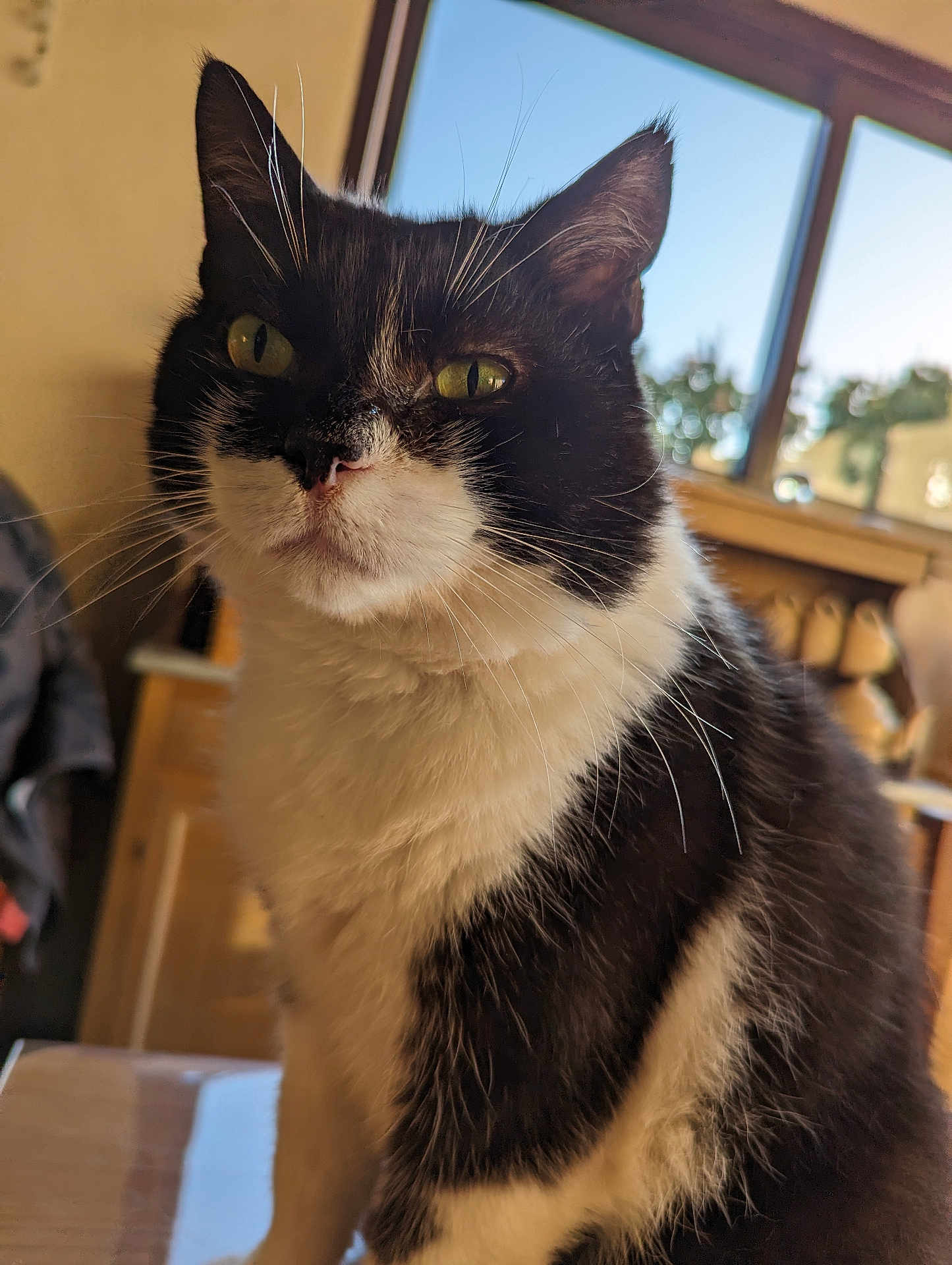Jack a rejoint le concours — aidez-le/la à gagner de superbes lots ! cat, black_and_white, whiskers, indoor, window, green_eyes, feline, pet, animal, fur, close_up, portrait, domestic_cat, sitting, sunlight, background_blur, cozy, table, house, daylight