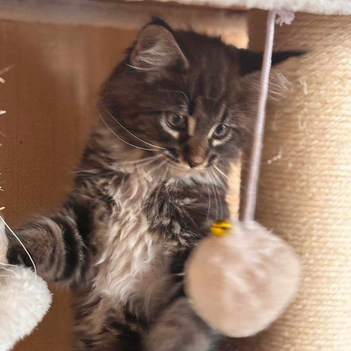 Arlow a rejoint le concours — aidez-le/la à gagner de superbes lots ! abyssinian, angora, animal, brasssection, cat, cushion, egyptiancat, homedecor, horn, indoors, interiordesign, kitten, manx, musicalinstrument, person, pet, plush, siamese, sleeping, toy