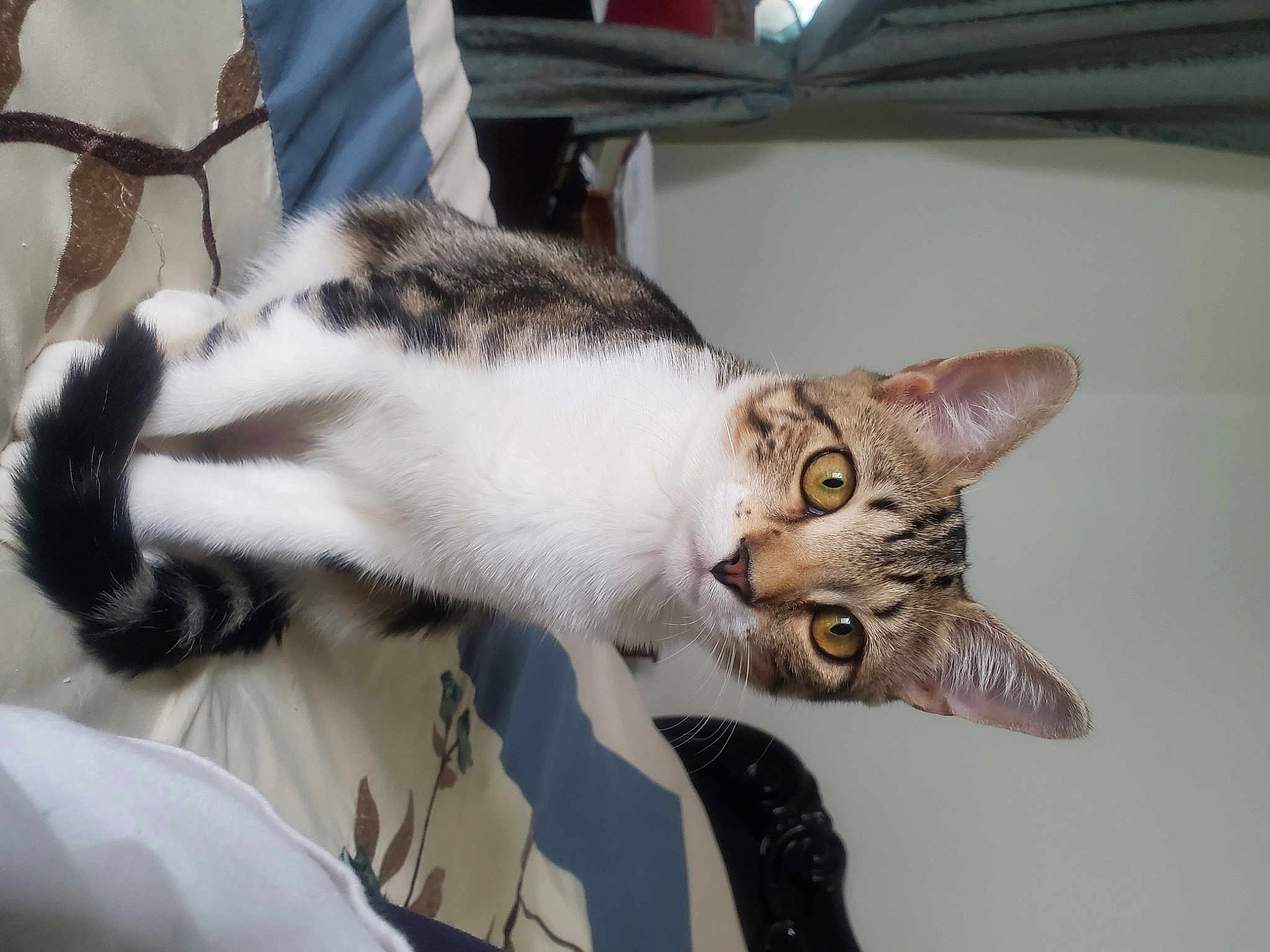 Suzie