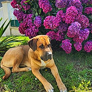 Tara participe au concours pour gagner de l'argent avec cette photo : dog, grass, flower_bush, hydrangea, purple_flowers, pink_flowers, sunlight, outdoor, nature, greenery, pet, canine, relaxed, garden, summer, daytime, leaf, plant, animal, flora