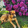 animal, canine, daytime, dog, flora, flower_bush, garden, grass, greenery, hydrangea, leaf, nature, outdoor, pet, pink_flowers, plant, purple_flowers, relaxed, summer, sunlight
