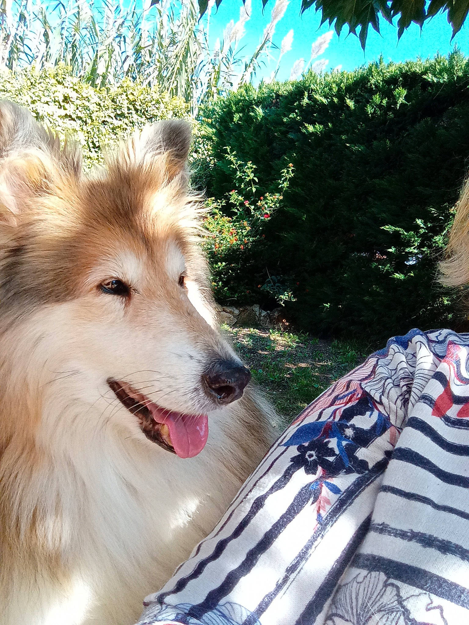 Filly participe au concours pour gagner de l'argent avec cette photo : ancient_dog_breeds, canidae, carnivore, collar, companion_dog, dog, dog_breed, fang, fawn, fur, grass, herding_dog, plant, scotch_collie, sky, snout, sporting_group, terrestrial_animal, whiskers, working_dog