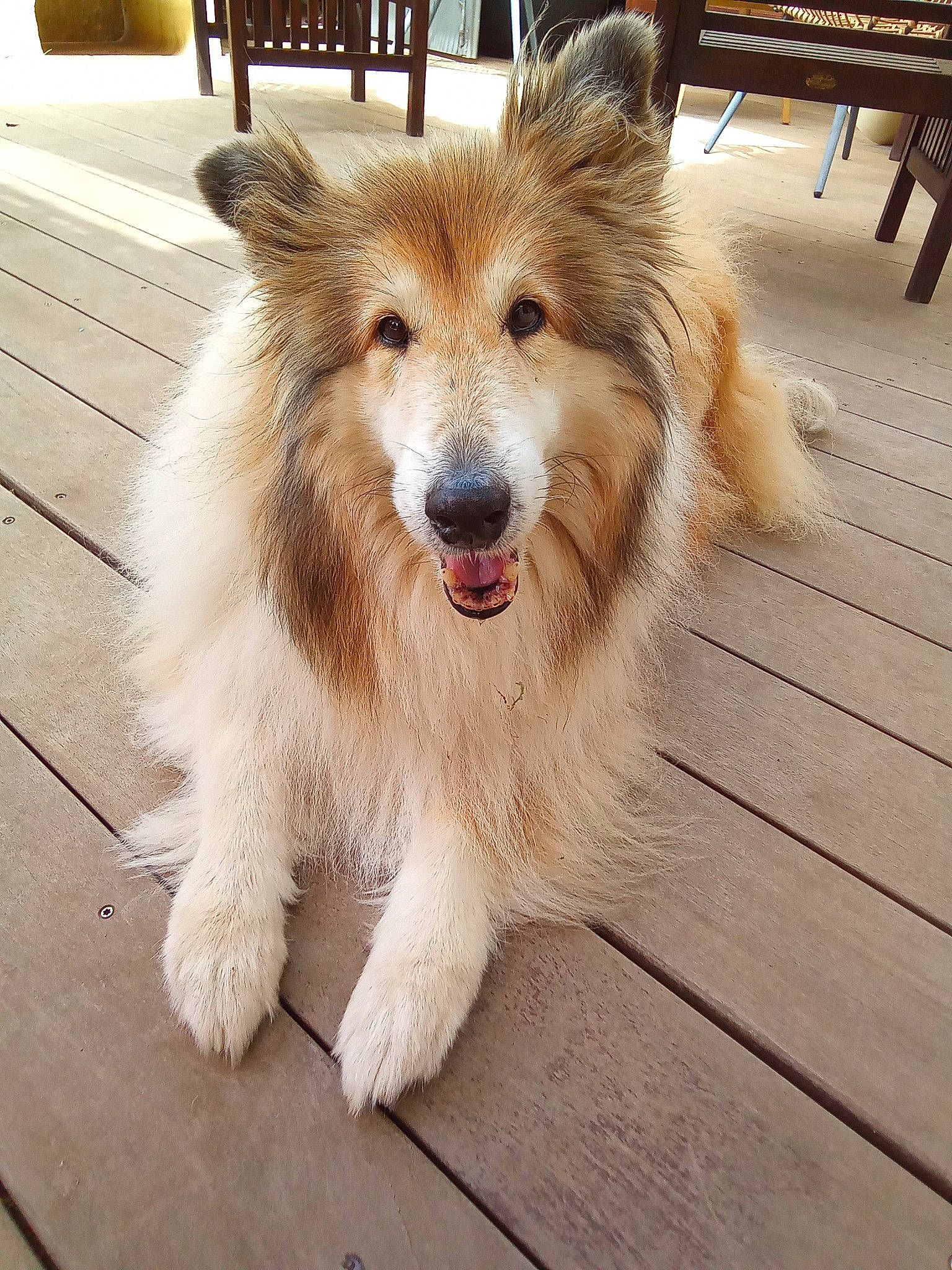 Filly a rejoint le concours — aidez-le/la à gagner de superbes lots ! canidae, carnivore, companion_dog, dog, dog_breed, fang, fawn, flooring, fur, hardwood, paw, pet_supply, plank, snout, sporting_group, tail, terrestrial_animal, whiskers, wood, wood_stain