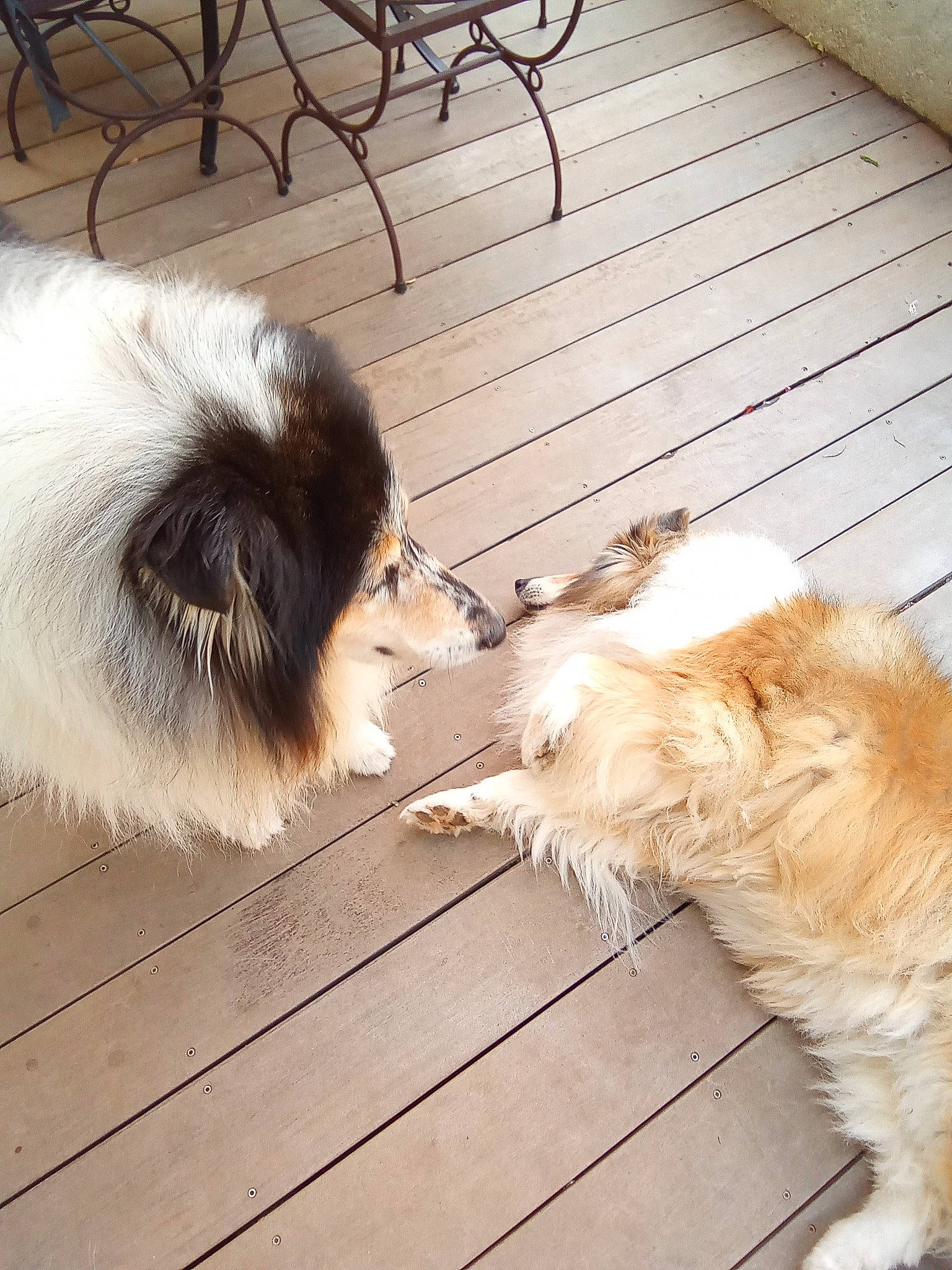 Filly a rejoint le concours — aidez-le/la à gagner de superbes lots ! canidae, carnivore, companion_dog, dog, dog_breed, fawn, felidae, flooring, fur, hardwood, liver, paw, small_to_medium_sized_cats, snout, sporting_group, tail, toy_dog, whiskers, wood, working_animal