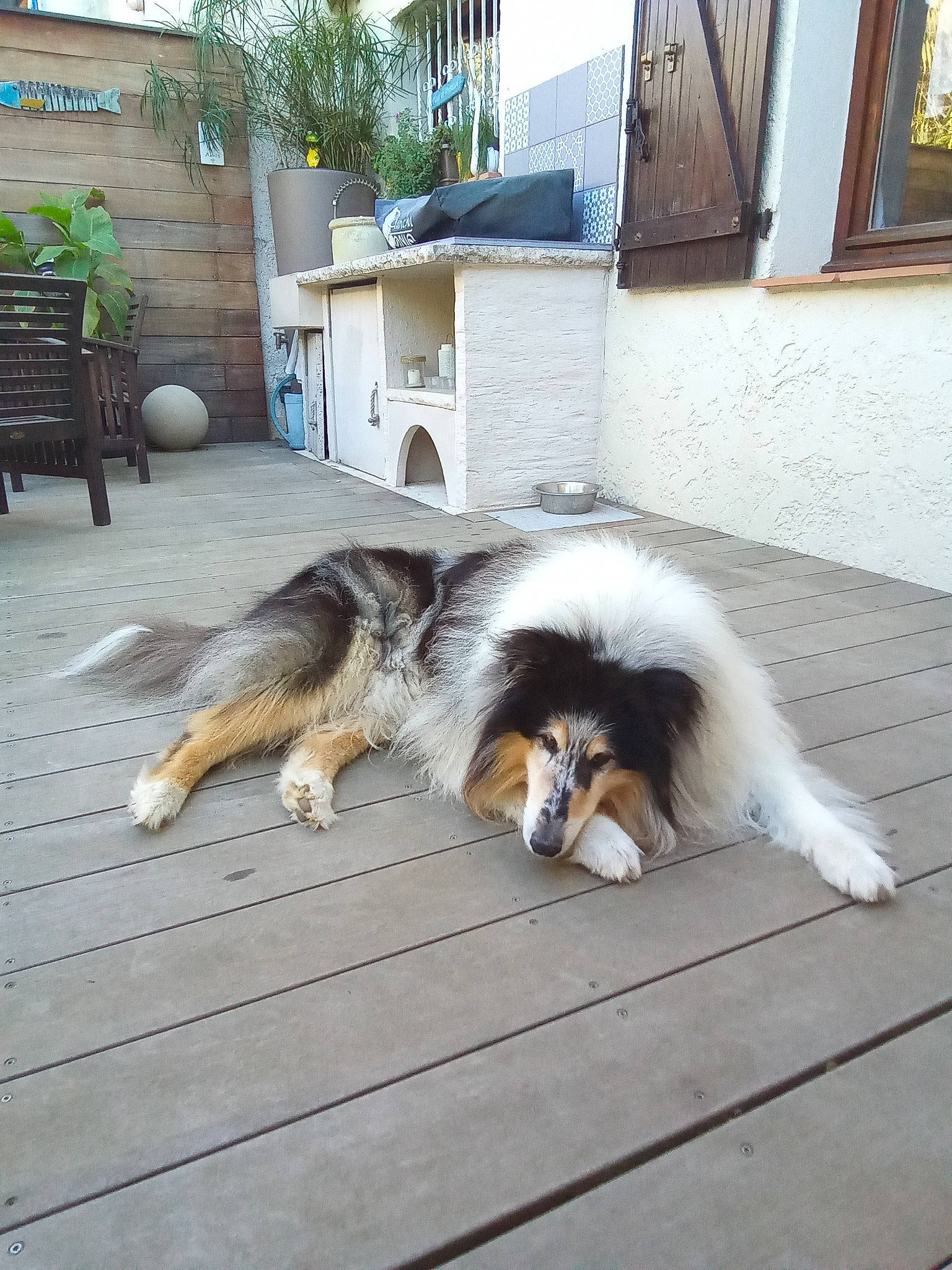 Filly a rejoint le concours — aidez-le/la à gagner de superbes lots ! building, canidae, carnivore, companion_dog, dog, dog_breed, felidae, flooring, foot, fur, hardwood, herding_dog, house, plant, snout, sporting_group, tail, tree, window, wood