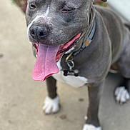 Ace joined the competition — help win amazing prizes! animal, canine, close_up, collar, concrete, dog, ears, four_legs, friendly, gray_dog, happy, mammal, outdoor, panting, pet, pitbull, tag, tongue, tongue_out, white_paws