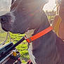 Ace is registered to the contest to win money with this photo: casual, closeup, daylight, dog, glasses, golf_cart, grass, lens_flare, orange_collar, outdoor, paw, person, pet, relaxed, seat, side_view, sunlight, sunny, trees, yellow_top
