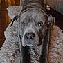 Ace is registered to the contest to win money with this photo: animal, canine, close_up, companion, cozy, dog, ears, floor, furniture, gray_dog, indoor, living_room, looking, mammal, nails, pet, rug, stretching, white_paws, wood_floor