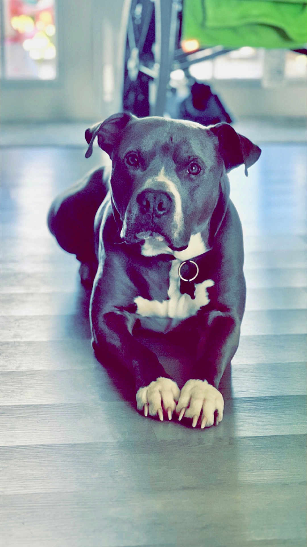 Ace is registered to the contest to win money with this photo: animal, background_blur, brown_fur, canine, collar, companion, dog, domestic_animal, ears, flooring, house, indoor, looking_at_camera, lying_down, natural_light, paws, pet, portrait, white_markings, wooden_floor