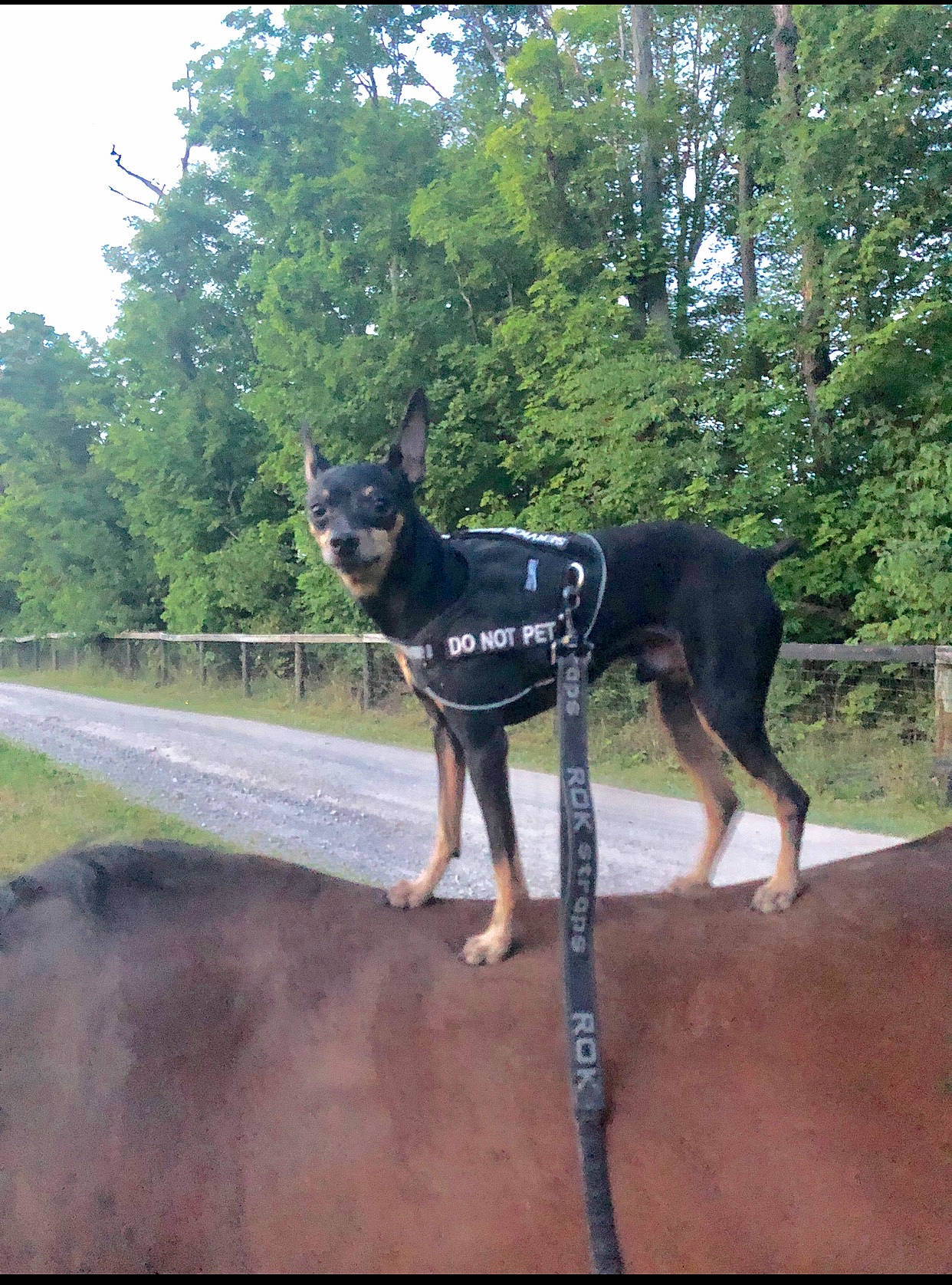 Twinkles is registered to the contest to win money with this photo: australian_kelpie, canidae, carnivore, dobermann, dog, dog_breed, east_european_shepherd, english_toy_terrier, german_pinscher, guard_dog, hunting_dog, mammal, manchester_terrier, police_dog, snout, toy_manchester_terrier, vertebrate, working_dog