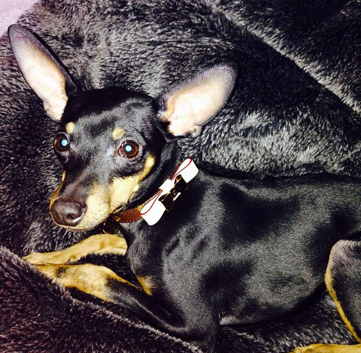 Twinkles is registered to the contest to win money with this photo: canidae, carnivore, dobermann, dog, dog_breed, ear, english_toy_terrier, feist, german_pinscher, guard_dog, mammal, manchester_terrier, miniature_pinscher, pinscher, prazsky_krysarik, rat_terrier, snout, toy_dog, toy_manchester_terrier, vertebrate