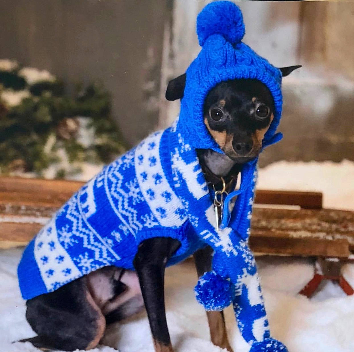 Twinkles joined the competition — help win amazing prizes! blue, canidae, carnivore, cobalt_blue, companion_dog, costume, dog, dog_breed, dog_clothes, dog_supply, miniature_pinscher, outerwear, puppy, snout, sporting_group, toy_dog