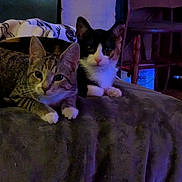 Tabitha And Callie joined the competition — help win amazing prizes! cat, tabby_cat, black_and_white_cat, pets, indoor, blanket, furniture, relaxing, animal, cute, mammal, domestic_animal, two_animals, resting, cozy, soft_lighting, household, companion_animal, feline, looking_at_camera