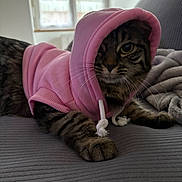 Virgule a rejoint le concours — aidez-le/la à gagner de superbes lots ! animal, cat, clothing, cozy, cute, domestic_cat, fur, gray_surface, indoor, mammal, natural_light, paw, pet_clothing, pink_hoodie, portrait, relaxed, resting, tabby, whiskers, window