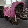 animal, cat, clothing, cozy, cute, domestic_cat, fur, gray_surface, indoor, mammal, natural_light, paw, pet_clothing, pink_hoodie, portrait, relaxed, resting, tabby, whiskers, window