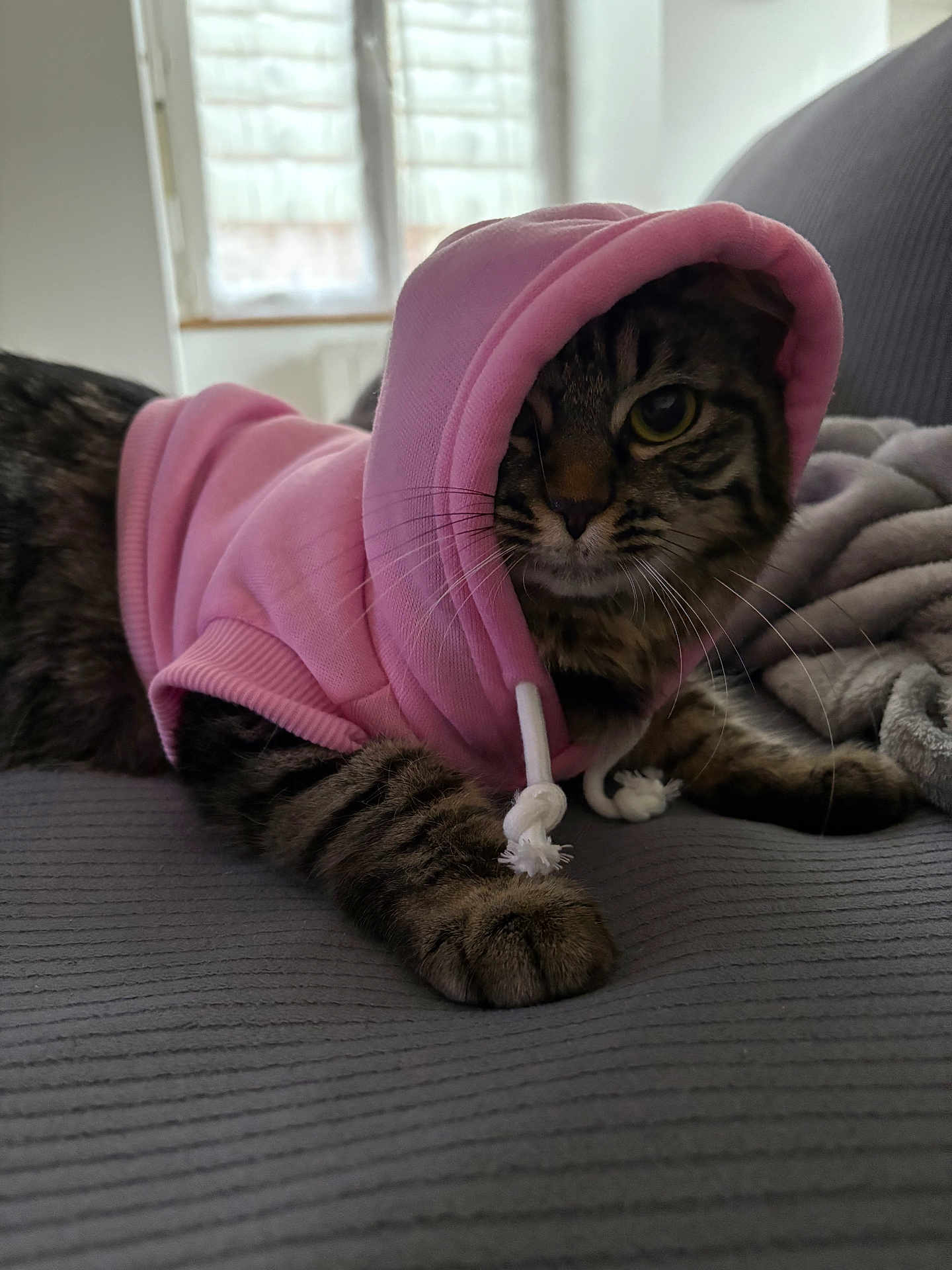 Virgule a rejoint le concours — aidez-le/la à gagner de superbes lots ! animal, cat, clothing, cozy, cute, domestic_cat, fur, gray_surface, indoor, mammal, natural_light, paw, pet_clothing, pink_hoodie, portrait, relaxed, resting, tabby, whiskers, window