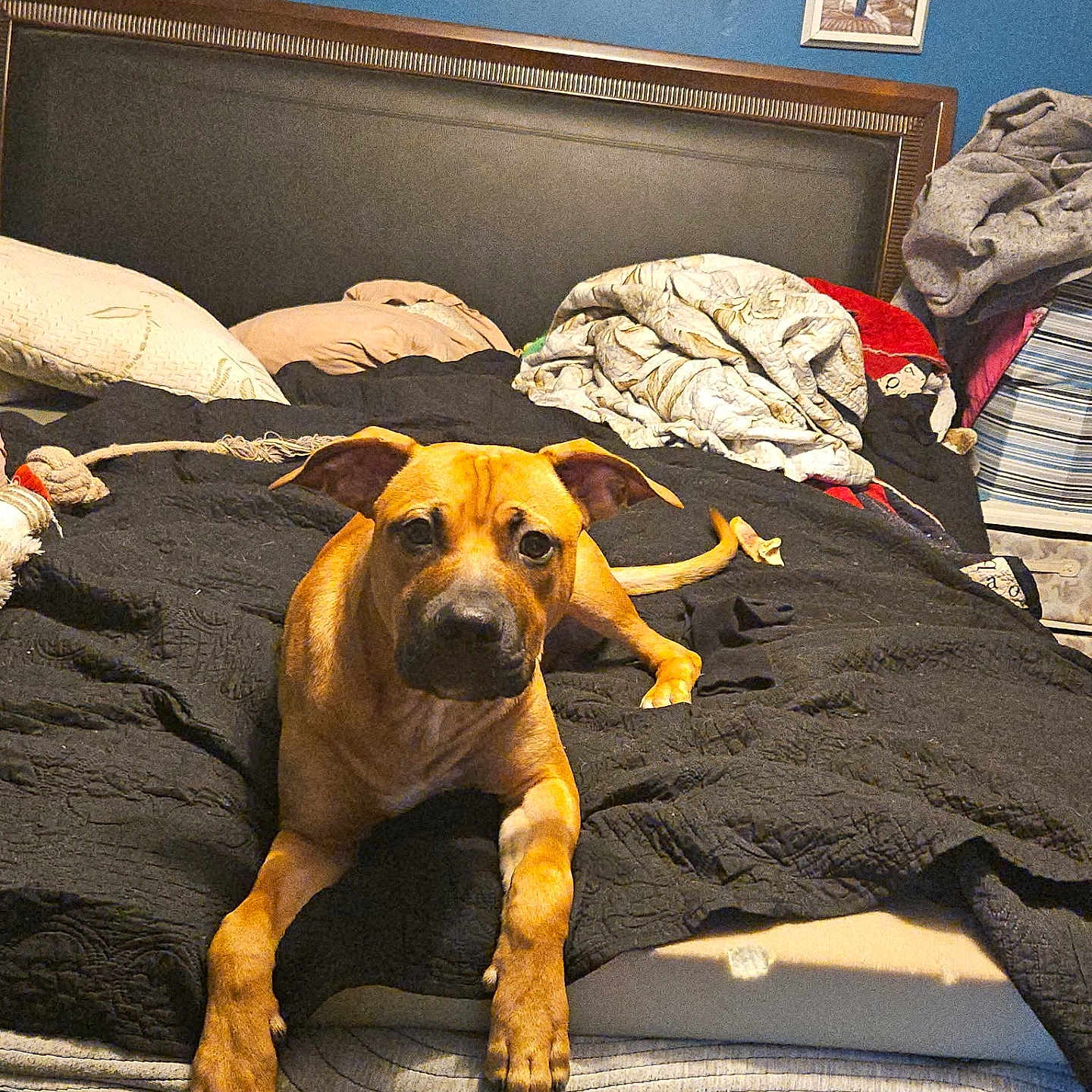 Broly Castle joined the competition — help win amazing prizes! bed, blanket, brown_dog, canine, cozy, cross, curious, dog, furniture, headboard, home, indoor, lying_down, messy_bed, pet, pillow, portrait, quilt, room, wall_art