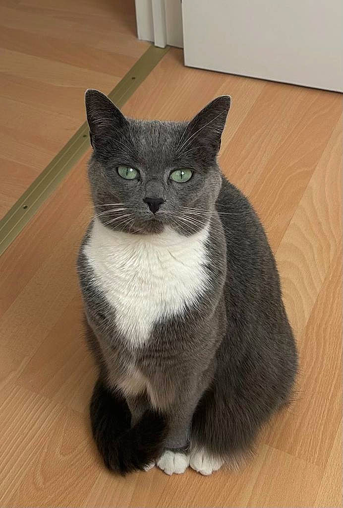 Frida a rejoint le concours — aidez-le/la à gagner de superbes lots ! carnivore, cat, domestic_short_haired_cat, felidae, flooring, fur, grey, hardwood, laminate_flooring, paw, small_to_medium_sized_cats, snout, tail, terrestrial_animal, varnish, whiskers, window, wood, wood_flooring, wood_stain