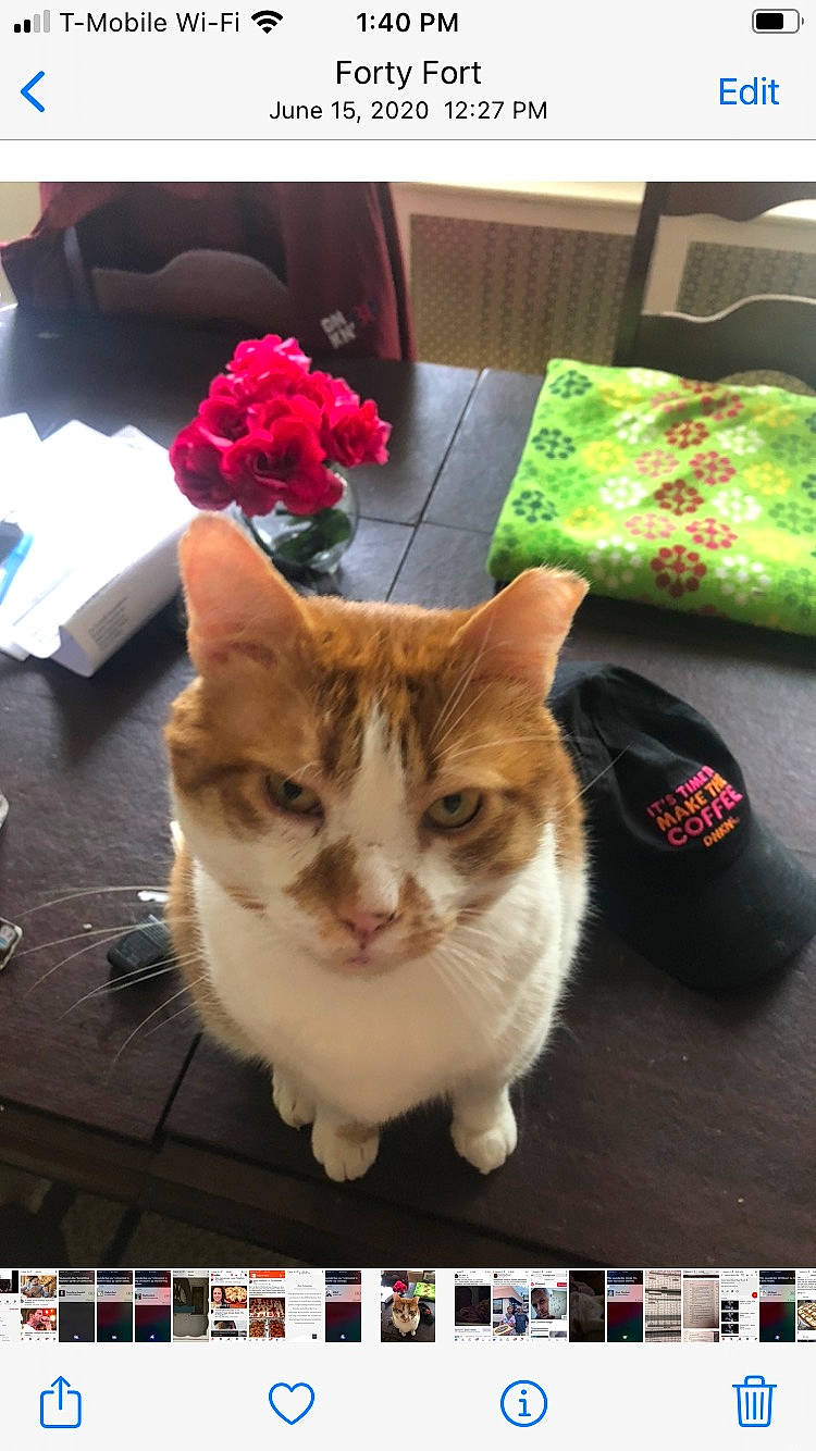 Homer joined the competition — help win amazing prizes! advertising, carnivore, cat, domestic_short_haired_cat, felidae, flooring, flower, font, fur, linens, paw, petal, photo_caption, plant, rectangle, room, rose, small_to_medium_sized_cats, tail, whiskers