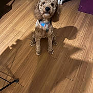 Benito joined the competition — help win amazing prizes! animal, brown_dog, canine, collar, companion, cute, dog, domestic_animal, flooring, furniture, home, indoor, pet, pet_collar, puppy, shadow, shadow_play, sitting, wicker_furniture, wooden_floor