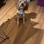 animal, brown_dog, canine, collar, companion, cute, dog, domestic_animal, flooring, furniture, home, indoor, pet, pet_collar, puppy, shadow, shadow_play, sitting, wicker_furniture, wooden_floor