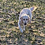 dog, golden_retriever, canine, mud, muddy_field, grass_sprouts, wet_soil, outdoors, walking, approaching, single_animal, tail, paws, sunlight, backlit, playing, pet, nature, rural, portrait