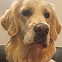 Vany a rejoint le concours — aidez-le/la à gagner de superbes lots ! dog, golden_retriever, pet, canine, portrait, close_up, fur, nose, whiskers, collar, indoor, domestic_animal, brown_eyes, head, muzzle, soft_lighting, fluffy, seated, calm, closeup_face