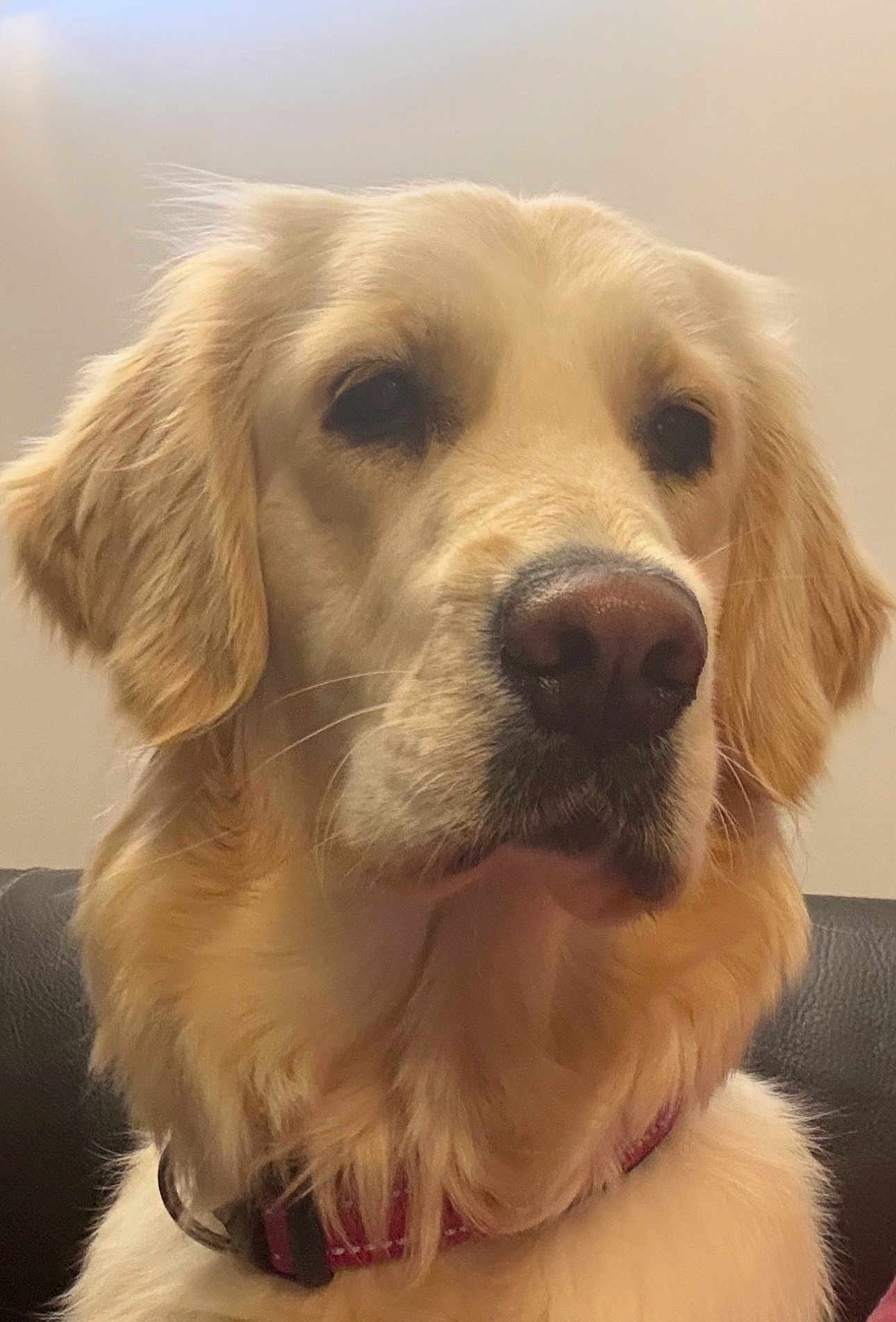 Vany a rejoint le concours — aidez-le/la à gagner de superbes lots ! dog, golden_retriever, pet, canine, portrait, close_up, fur, nose, whiskers, collar, indoor, domestic_animal, brown_eyes, head, muzzle, soft_lighting, fluffy, seated, calm, closeup_face