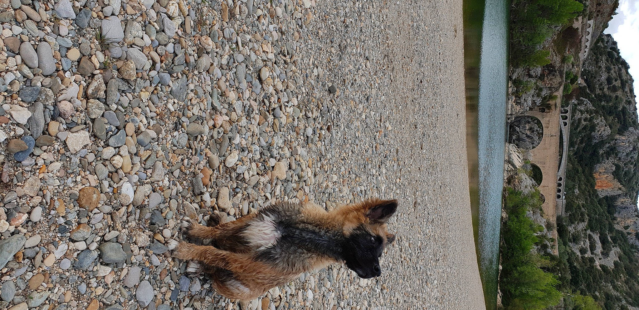 Pago a rejoint le concours — aidez-le/la à gagner de superbes lots ! canidae, carnivore, fawn, tervuren, wildlife