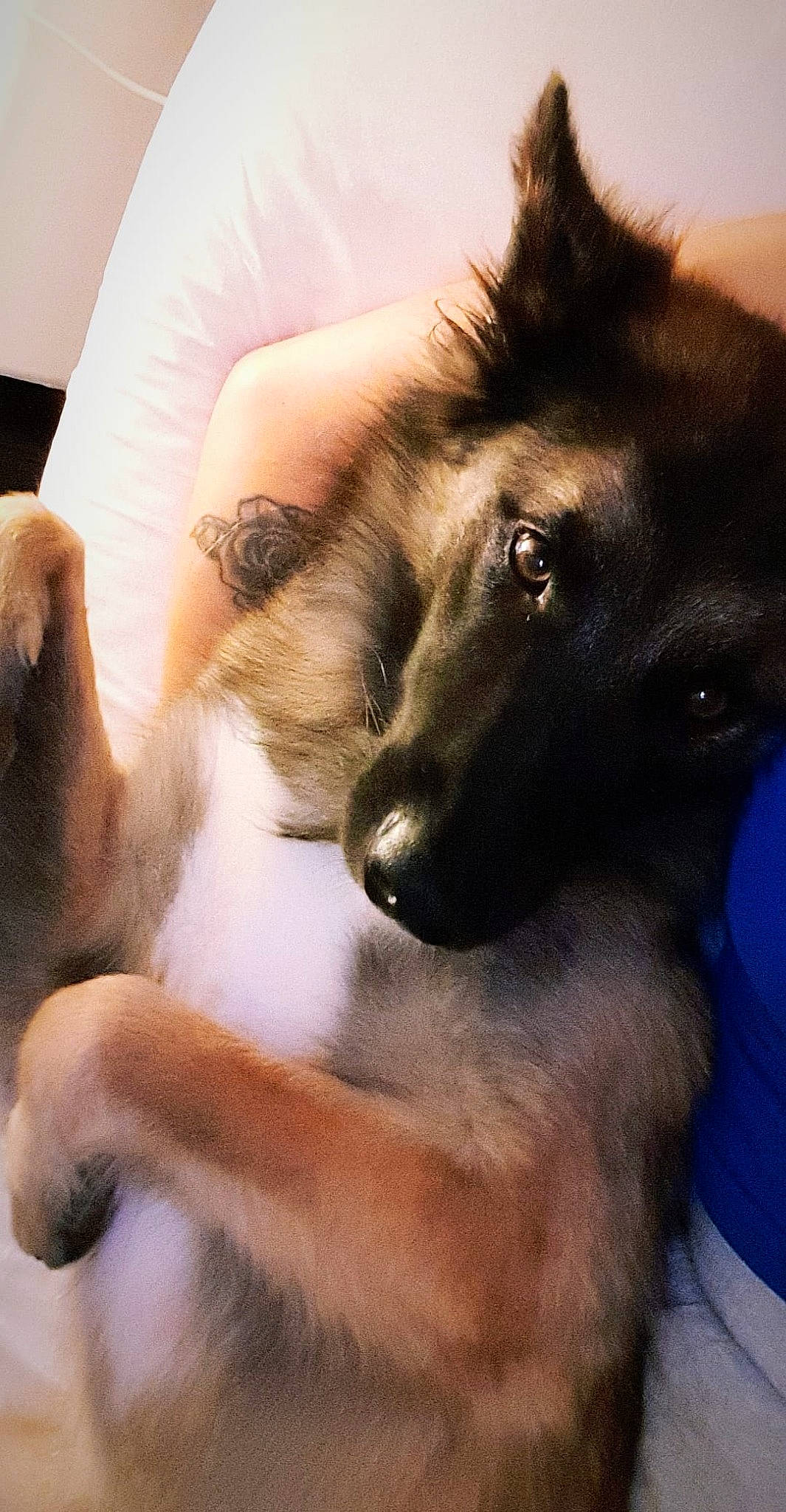 Pago participe au concours pour gagner de l'argent avec cette photo : belgian_shepherd, belgian_shepherd_malinois, canidae, carnivore, dog, dog_breed, ear, mammal, shiloh_shepherd_dog, snout, tervuren, vertebrate